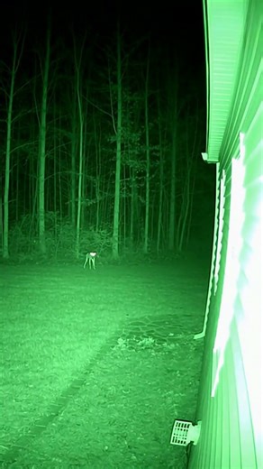 👀🟢 Night Vision SHOCK: Night Vision Camera Spots STRANGE Humanoid Creature Near Our House!