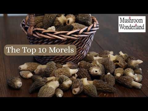 The 10 most Common Morel Mushrooms in the US