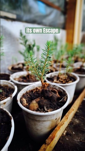 🧐🌳Choosing Your First Bonsai Tree. #bonsai #bonsaitree #bonsaicare