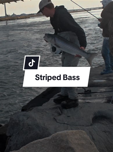 Striped bass en el Indian River Inlet 🎣 #stripedbass #fishinglife #fishing