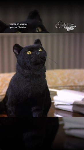 Did Harvey and Salem just become BFFs? #SabrinaTheTeenageWitch Now streaming on Paramount | Sabrina, the Teenage Witch