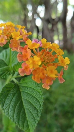 Bunga Tahi Ayam / Tembelek nama latinnya Lantana camara #Bunga #Bungatahiayam #bungataiayam 