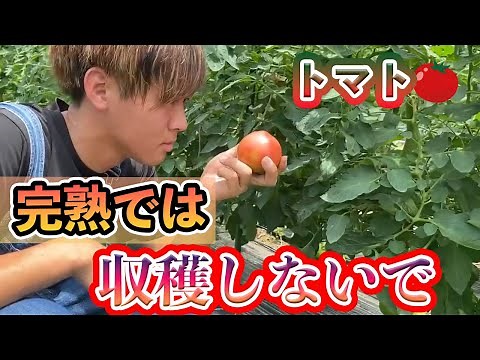 [Tomatoes] A thorough explanation of when to harvest! There are times when it's best not to wait ...