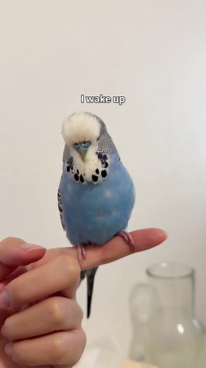 What Are Your Kids Doing for Living? Budgie & Lovebird Care Tips