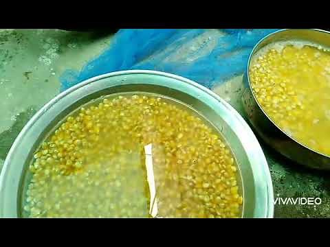 "Growing Hydroponic Maize fodder Step By Step"