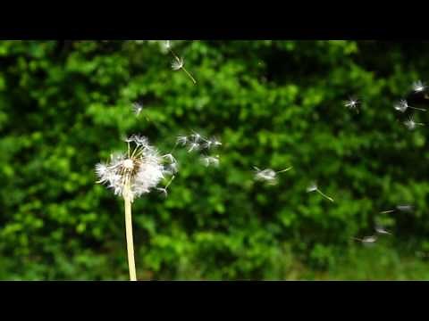 Dandelions in the Wind..... Slow Motion