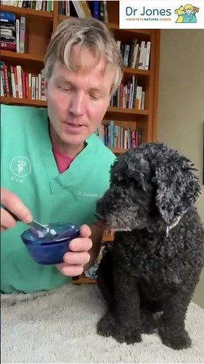 Quick and Easy Dog Coughing Remedies #shorts