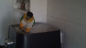 13M views · 54 reactions | Now that is an Irish parrot! | Irish Around The World | Facebook