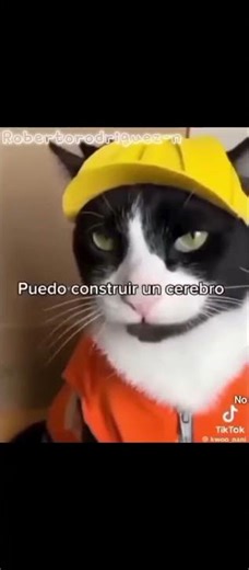 Yo eh peleado con cocodrilos