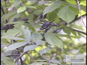 The Cerulean Warbler
