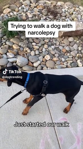 Dogs on TikTok