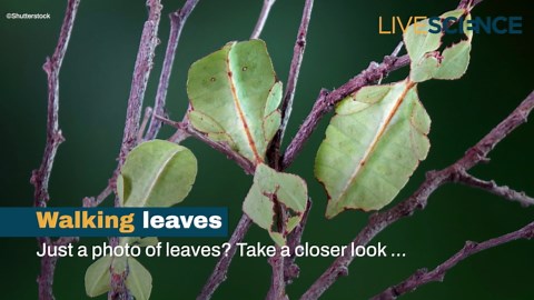 Can You Spot These Camouflaged Creatures?