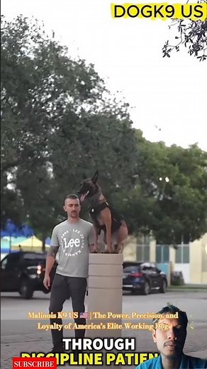 Malinois K9 US 🇺🇸 | The Power, Precision, and Loyalty of America’s Elite Working Dog #malinois #dog