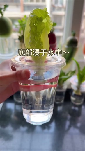 hydroponic lettuce tutorial here Achieve lettuce freedom Soilless cultivation. Don t throw