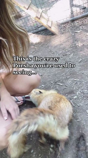 ❗️WARNING/VIEWER DISCRETION: You may see a glimpse of thawed, whole-prey we feed the foxes. If this may disturb you, please don’t continue watching. Although it’s a critical element in my resident foxes’ diets, I know that some people aren’t comfortable seeing raw meat. ❤️ #wildliferescue #wildliferehab #foxsanctuary #wolfdog #wolfsanctuary #wolfhybrid #wildlife #redfox #arcticfox #foxkit #babyfox #fyp #furfarm #furfarmrescue