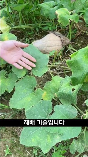 호박이 굵게 열리는 비밀! 농부들이 쓰는 압만 재배법