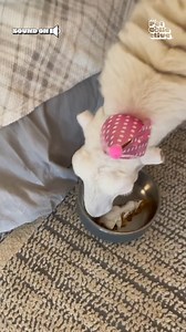 H-a-a-a-py birthday! 🐑🥳🍰 #Sheep #FarmAnimals #Birthday #Cute #AnimalLovers | The Pet Collective