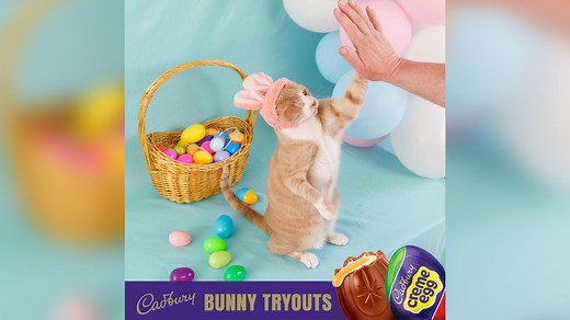 Meet Crash: One-eyed rescue cat is newest Cadbury Bunny