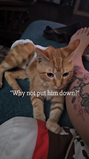 This is part of life with Manx syndrome — caring for Donald means helping him stay clean, comfy, and healthy every single day. 💛 Because of his spinal deformity, he can’t control his bladder or bowels on his own. He’s one of seven Manx syndrome cats here who need to be expressed multiple times a day. It might not be the glamorous side of pet care, but it’s the real side of love. 🐾 These moments are full of trust, teamwork, and the quiet kind of love that says, “I’ve got you.” 💕 #ManxSyndrome 