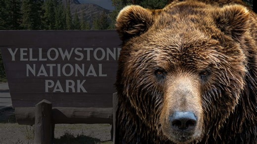 The Biggest Grizzly Ever to Roam Yellowstone
