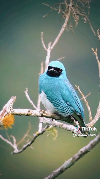 Bird Watching Insights: Tips for Enthusiasts