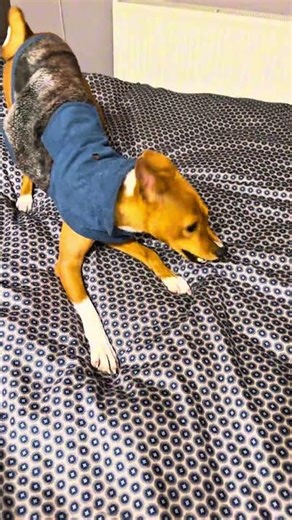 My Basenji Is Always Ready to Play!