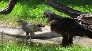 Cinereous Vulture and Egyptian Vulture under the tree
