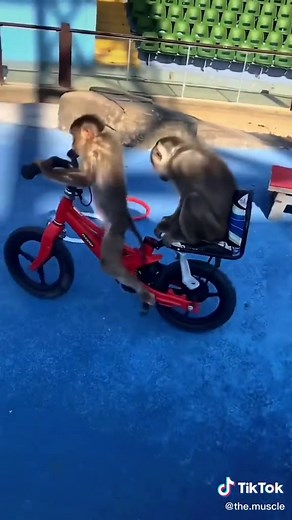 Me, taking my brother to school every morning