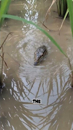 Something Moved in This Rice Field… Then a Monitor Lizard Appeared