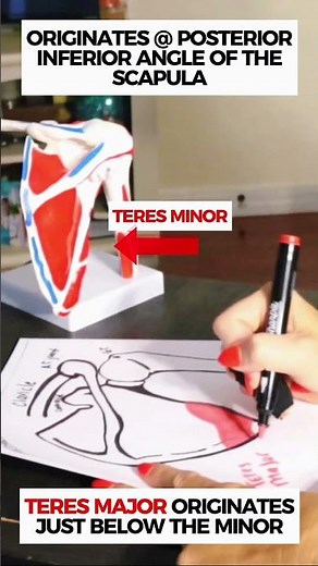 Teres Major: The Latissimus Dorsi's Little Helper #anatomy