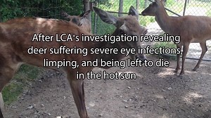 New animal cruelty charges against Marineland! Sign the petition to tell the OSPCA: Push for a lifetime ban on Marineland, Canada from owning ANY animals! https://www.change.org/p/ontario-society-for-the-prevention-of-cruelty-to-animals-ospca-ban-marineland-canada-from-owning-any-animals | Last Chance for Animals (LCA)