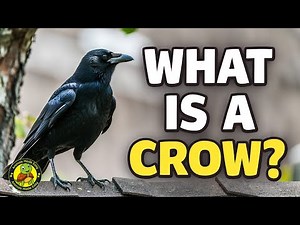 What Is a Crow? | Learn About Crows for Kids | Animals Made Easy