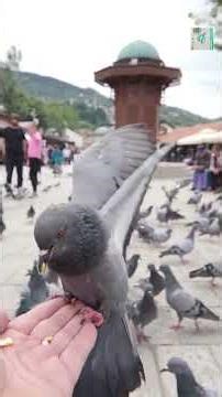Why Pigeons Bob Their Heads When They Walk