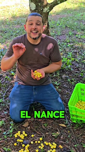 Cómo se cosecha el nacé en Costa Rica: fruta que cae sola