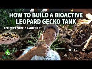 How to set up a bioactive Leopard Gecko terrarium 2025 UPDATED