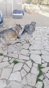 24K views · 1.9K reactions | Noi della zampa sul cuore Trani...