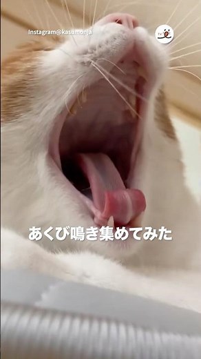 【5連発】あくび鳴き｜PECO