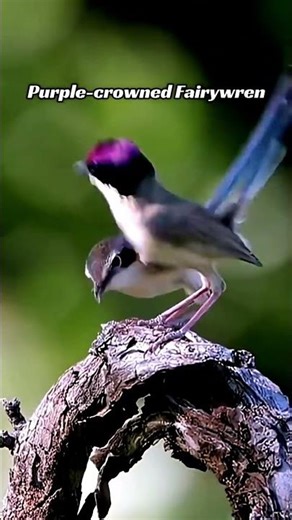 Feathers Full ofColor🌈 | Stunning Colorful Birds inNature#shortsfeed #beautiful#vibes#birds#nature