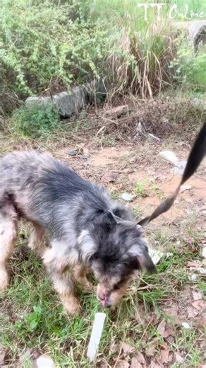 Bulotd is still very traumatized but getting better