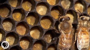 Honey Bees Make Honey ... and Bread? | KQED