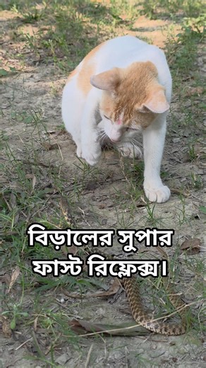 যে কারণে সাপ বিড়ালকে কিছু করতে পারে না। #snake #wildlife #shorts