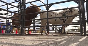 Professional Bull Riding Association returns to Nampa