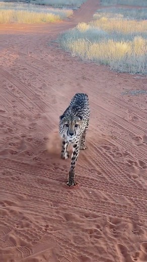 Best Discovery ® 🌎 on Instagram: "❤️Quasa Power 🐆 Quasa’s mother was shot by a farmer when he was a little cub. Deserted , lost and found. Cheetah Cubs need to be 2 years with there mothers to know how to hunt and ward of other predators. Now he is getting tender love and care and has a future. In the wild without a mother this magnificent big cat would not be alive. Have you ever seen a cat sit and lie down by a single hand signal ? Is this not proof of there intelligence ? Like to hear your
