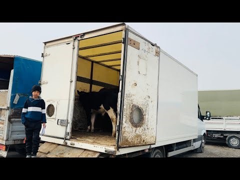 Mol tashishga tayyor spirinter sotiladi.