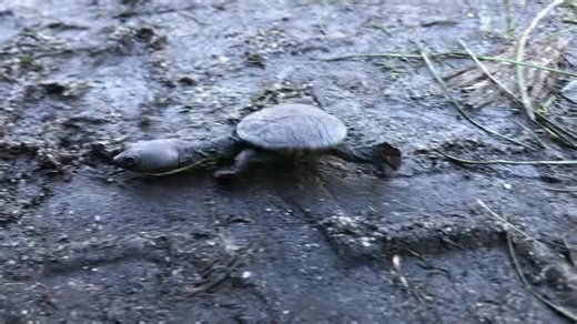 3.1K views · 54 reactions | Cute as a penny…. and honestly, not much...