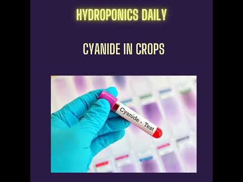 Cyanide: The Hidden Poison in Almonds, Apples and Bamboo