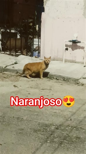 Funny cat #funny #cat #cats #shortvideo #gatos #gatitos #memes #humor #viral #shortsfeed #catsvideos