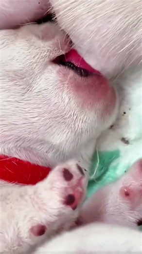 행복을 주는 강아지 / 幸せを運ぶ子犬 #KoreaPuppies #JapanDogs
