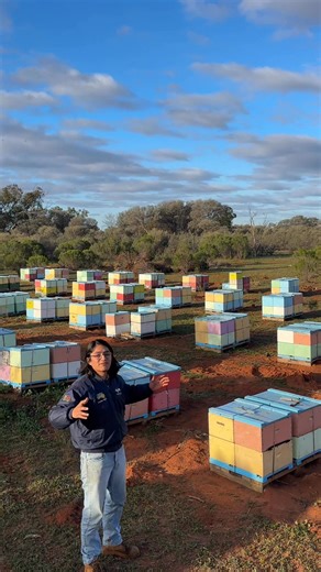 19K views · 620 reactions | Keeping honey bees in the Australian Outback. We are on the move. | Australian Bees | Facebook