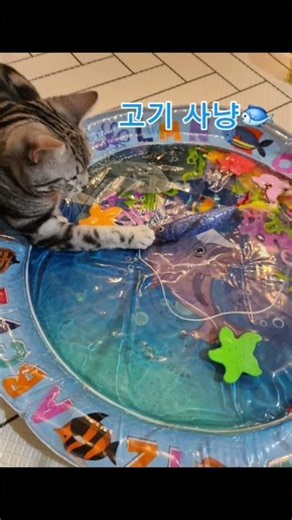 안녕? 날 소개하지😼 #고양이 #집사 #김하온 #cat #웃긴고양이 #shorts